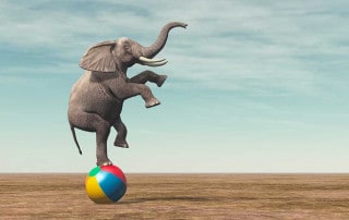 elefante che fa l'equilibrista su un pallone per dimostrare competenza