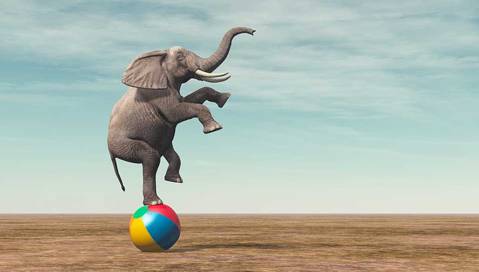 elefante che fa l'equilibrista su un pallone per dimostrare competenza