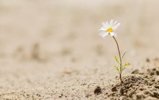 resilienza