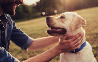 animali, domestici, inglese, pet, pets, english