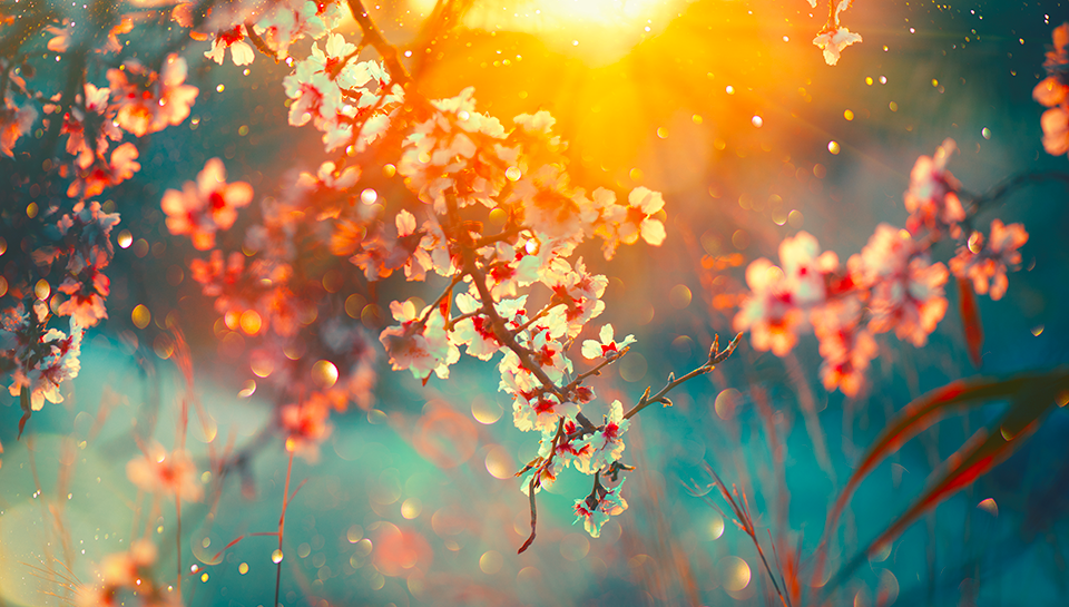 english, inglese, primavera, spring